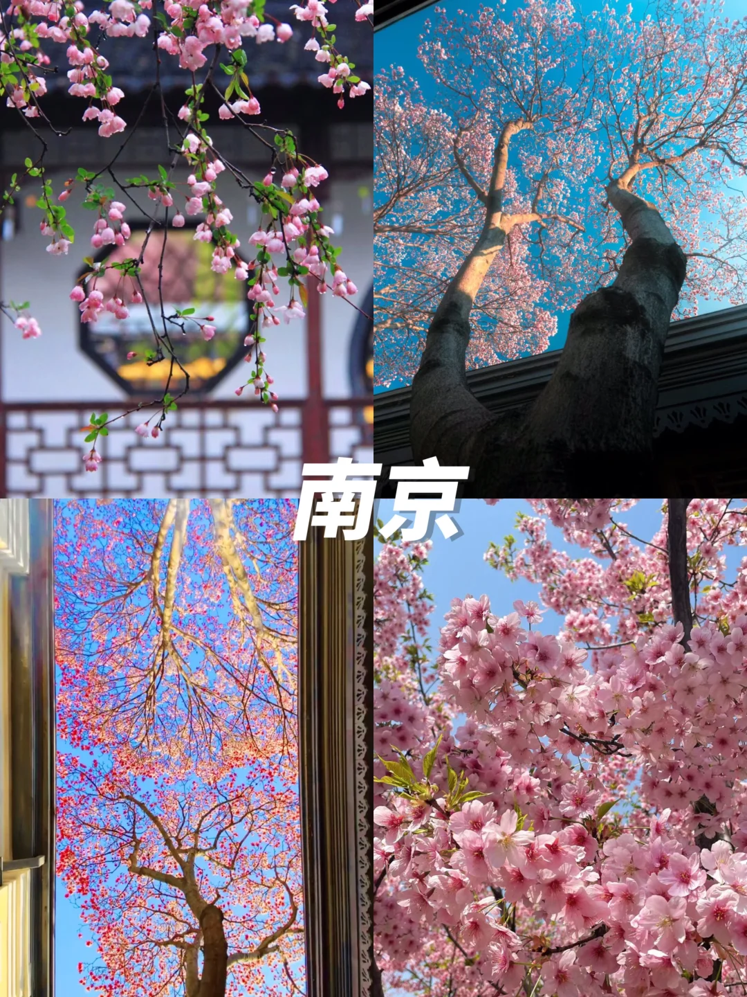 清明赏花游🌸3-4月绝美不踩雷九个城市‼️