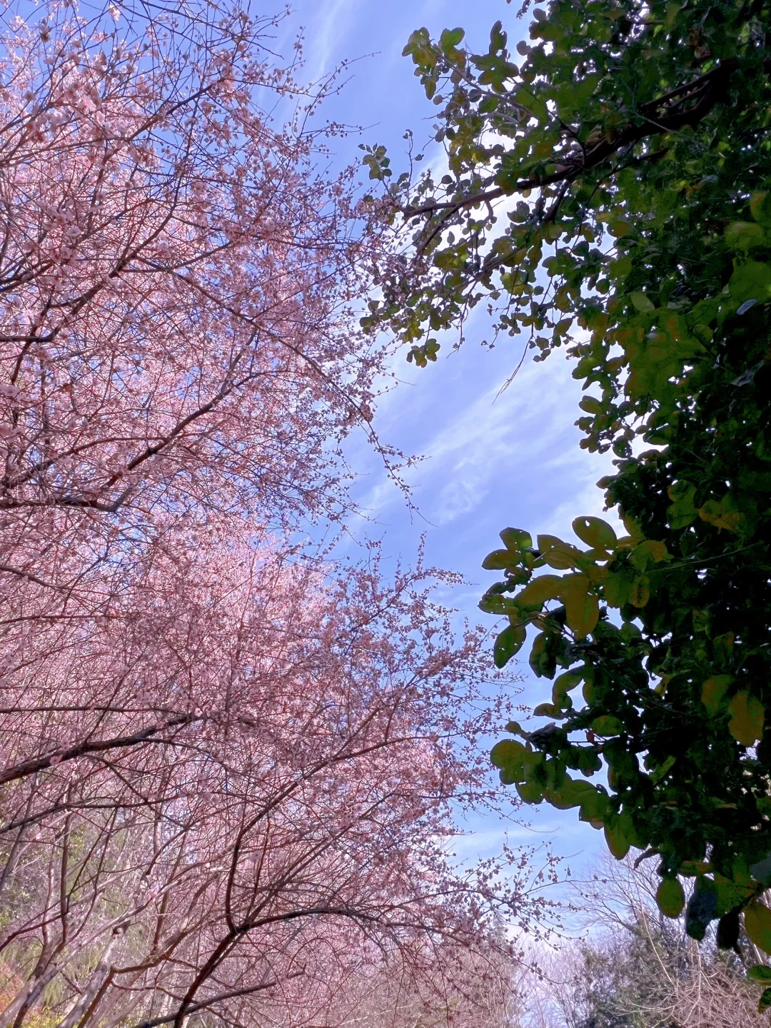 苏州石湖公园樱花盛开！