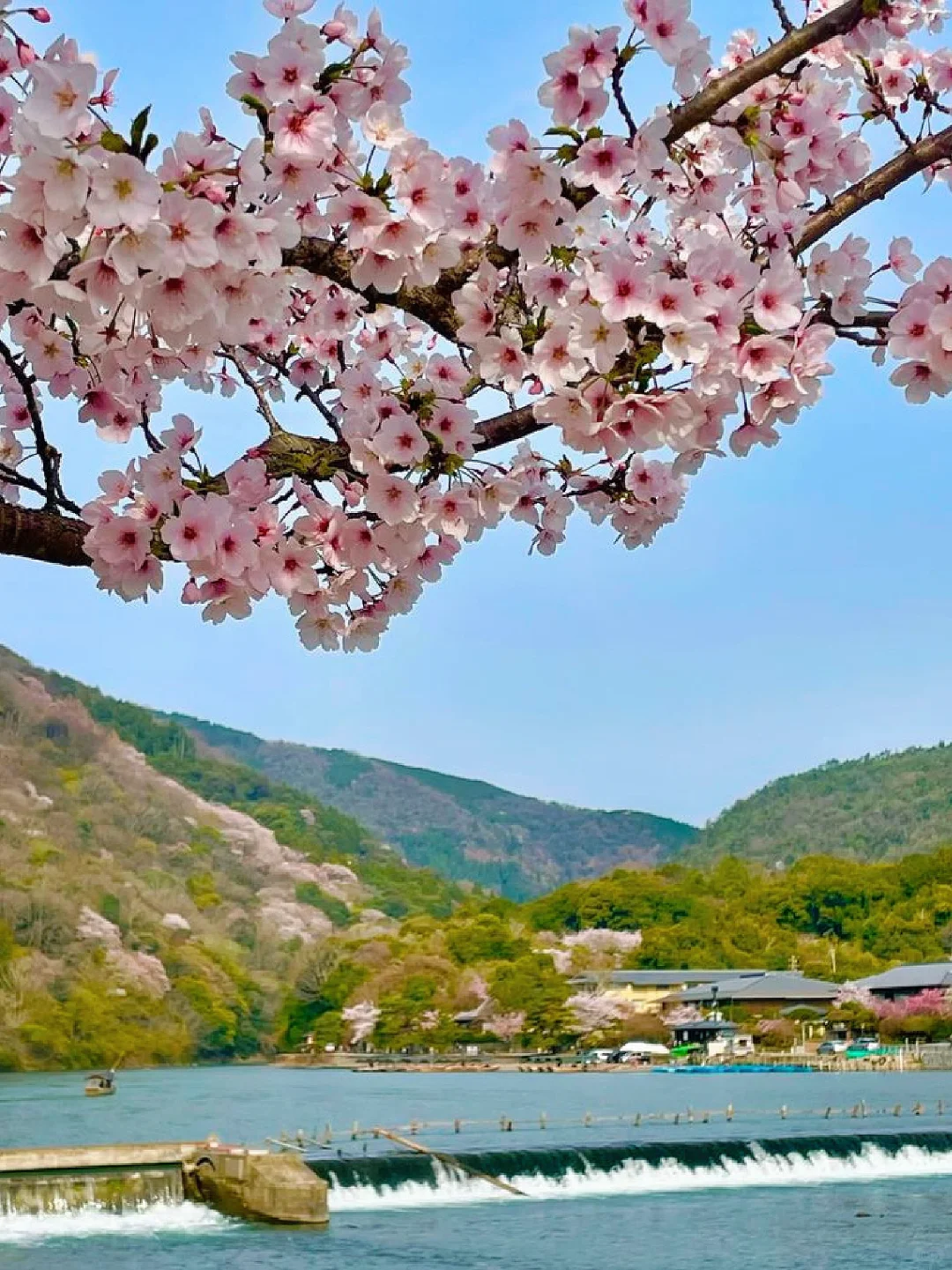 京都岚山｜赏樱当然要来这里啦