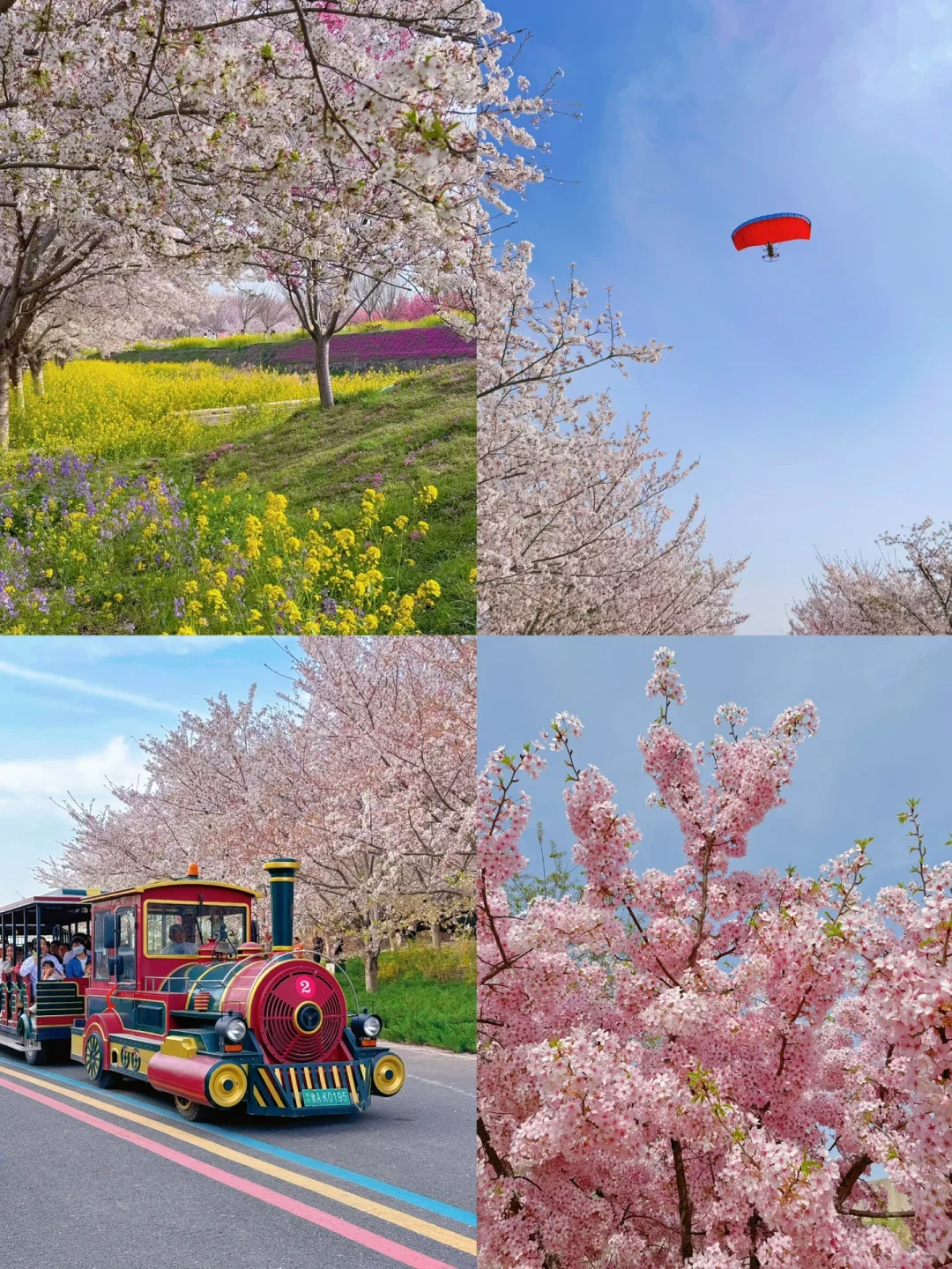 接下来的郑州将是一片樱花海🌸