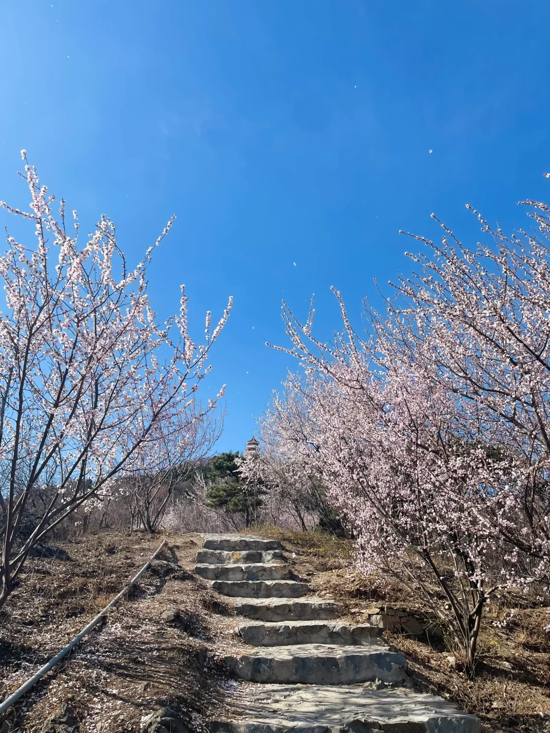 3.21百望山实况🌸 附4条赏花路线✅