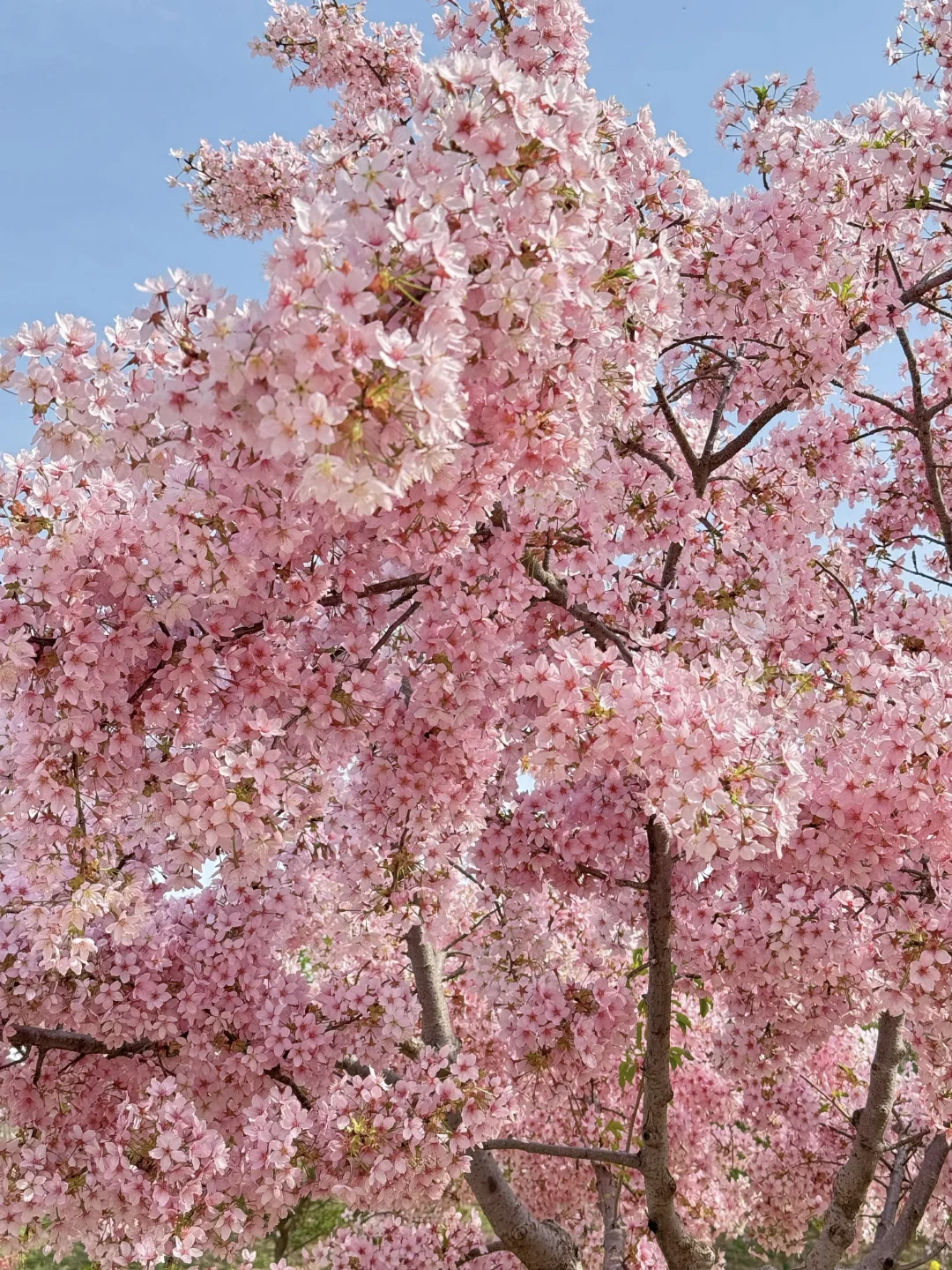 接下来的郑州将是一片樱花海🌸