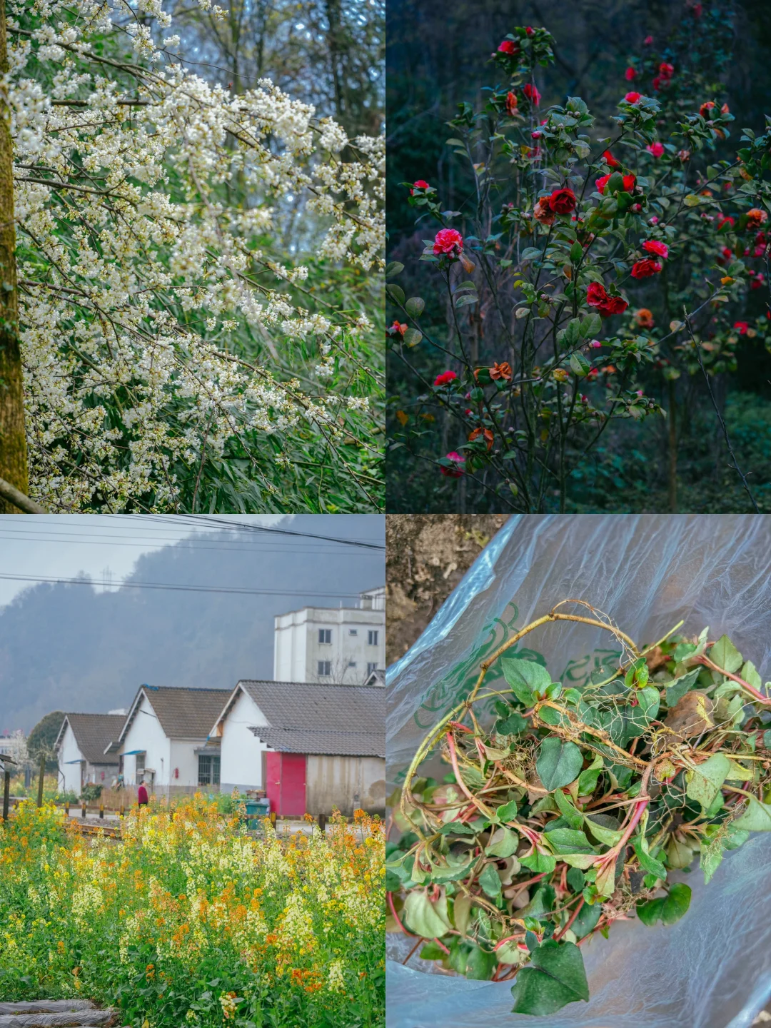 在成都周边！！我唯一想去无数次的徒步路线！！