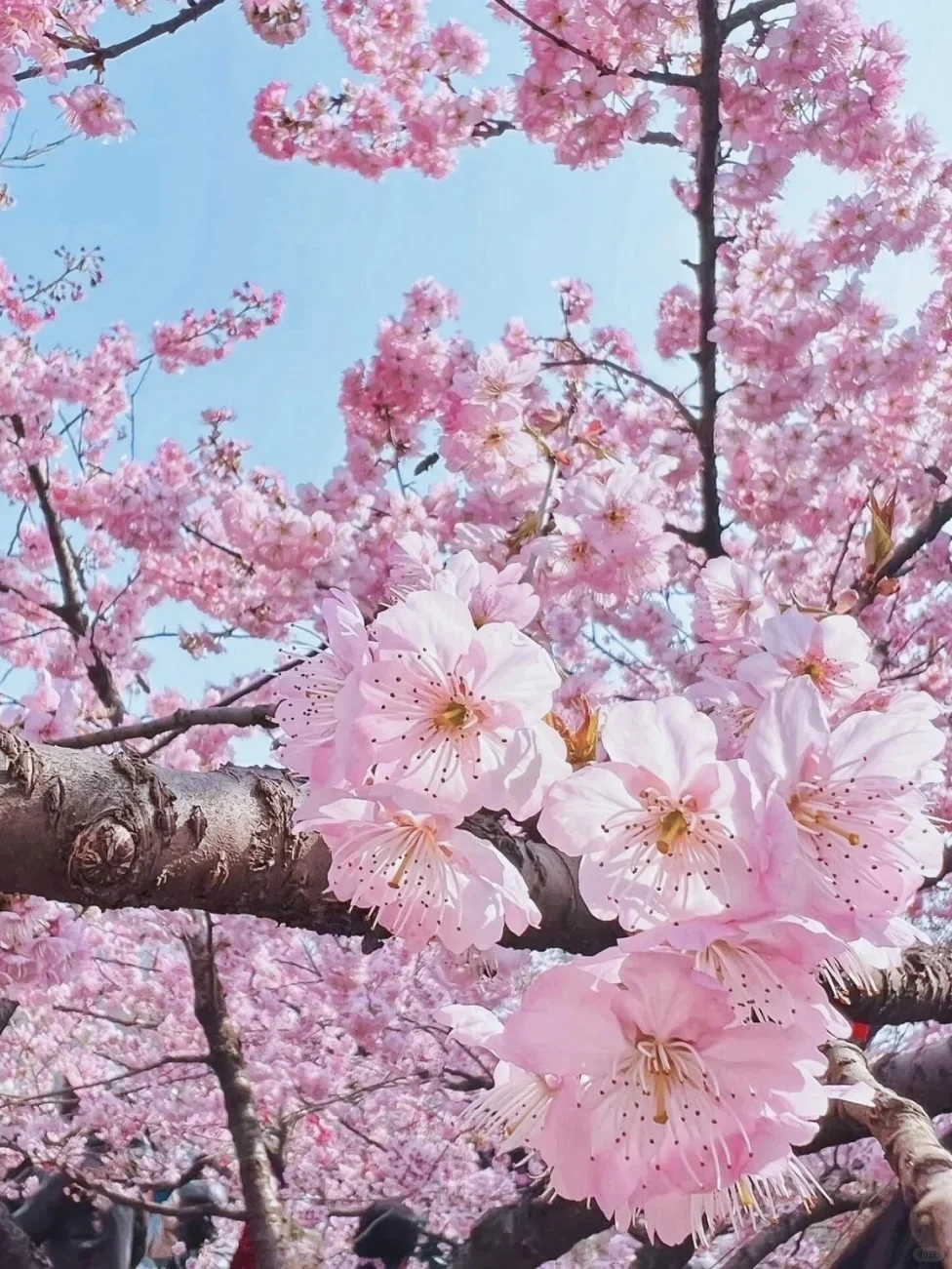 不是日本！就在武汉！这条赏樱路线赶快收好🌸