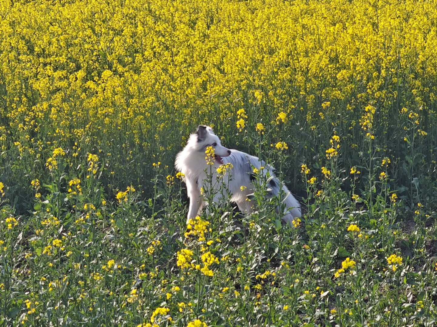一眼万年的油菜花海🍃
