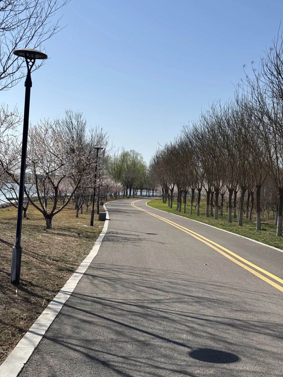 在正定 周四 一个人独享一整片河边春色