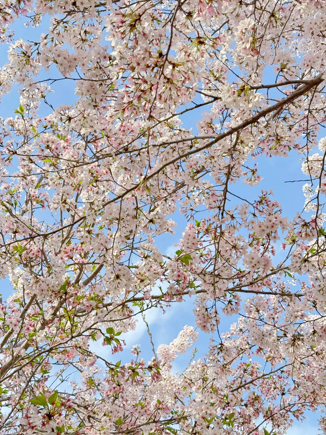 接下来的郑州将是一片樱花海🌸