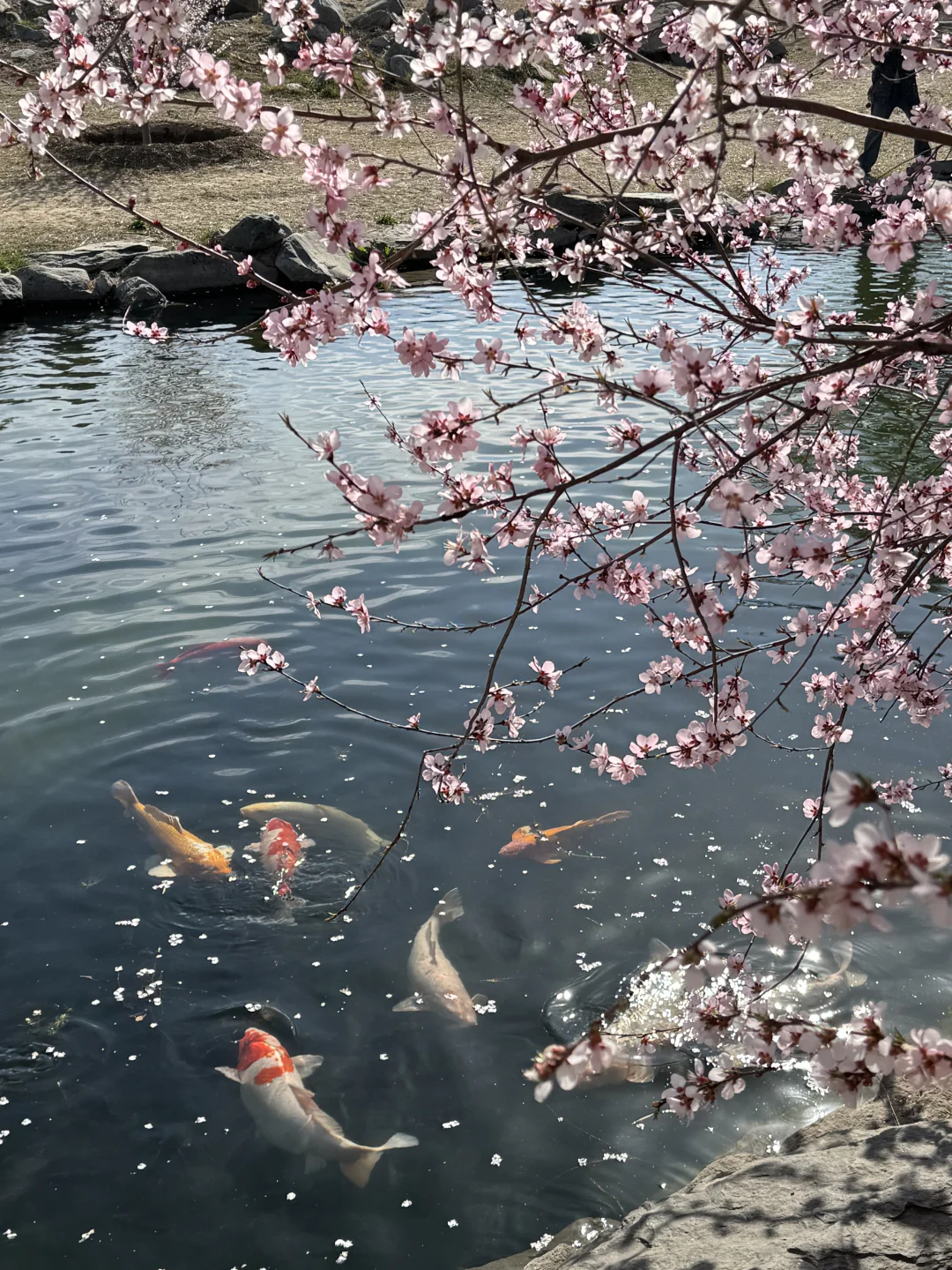 拒绝市区人挤人🌸圆明园的锦鲤桃花溪太香了