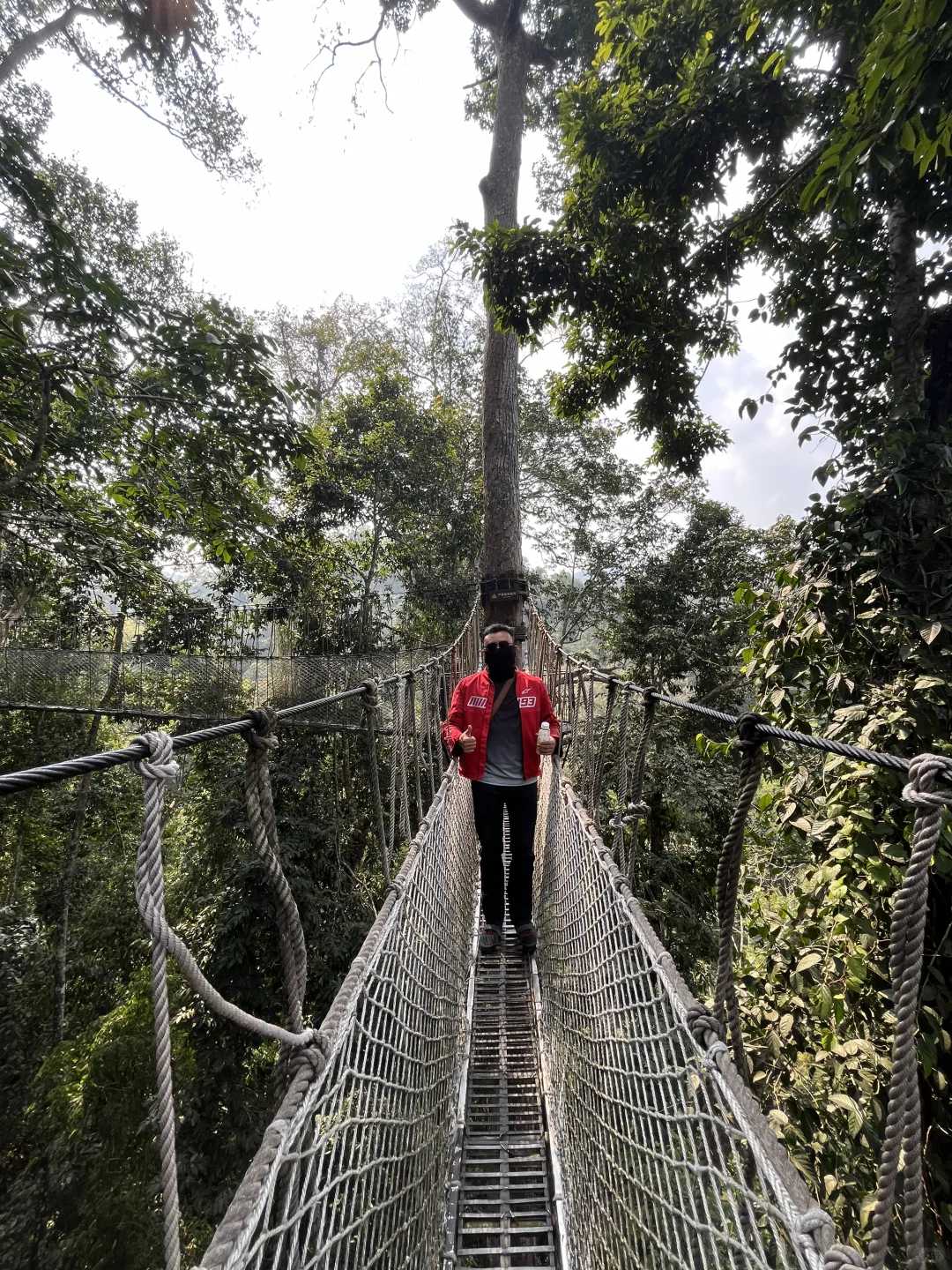 望天树景区现状