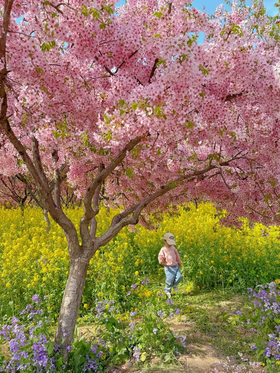 接下来的郑州将是一片樱花海🌸