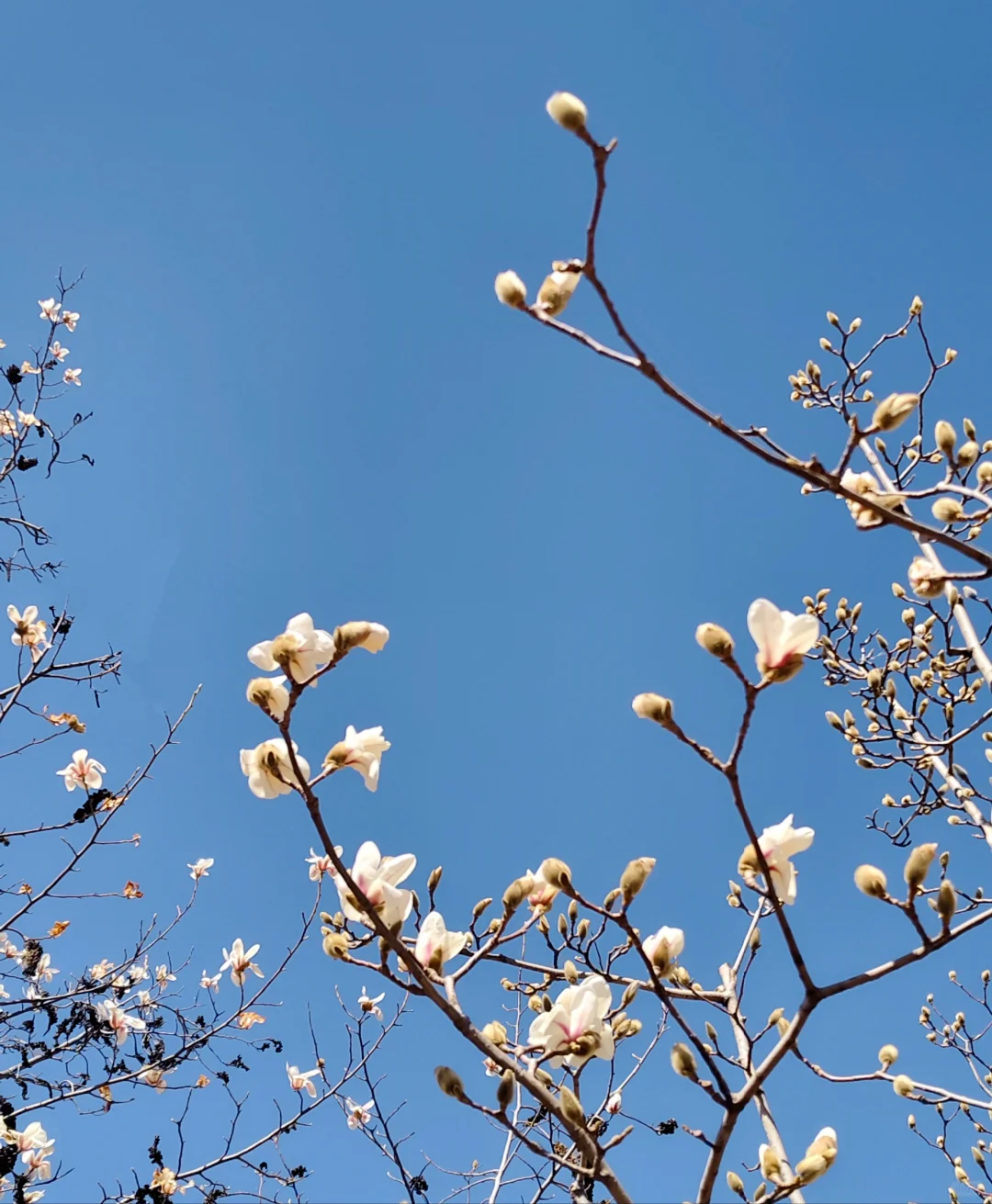 唐山|看!是春天呀🌸🌸🌸