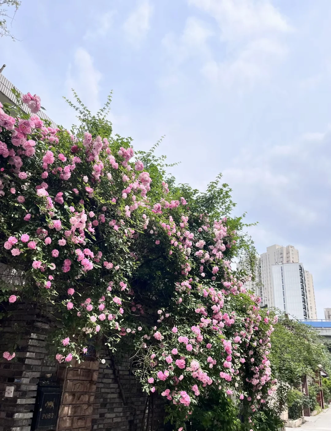 📍烟花三月下无锡🌸周末时间超绝攻略来了