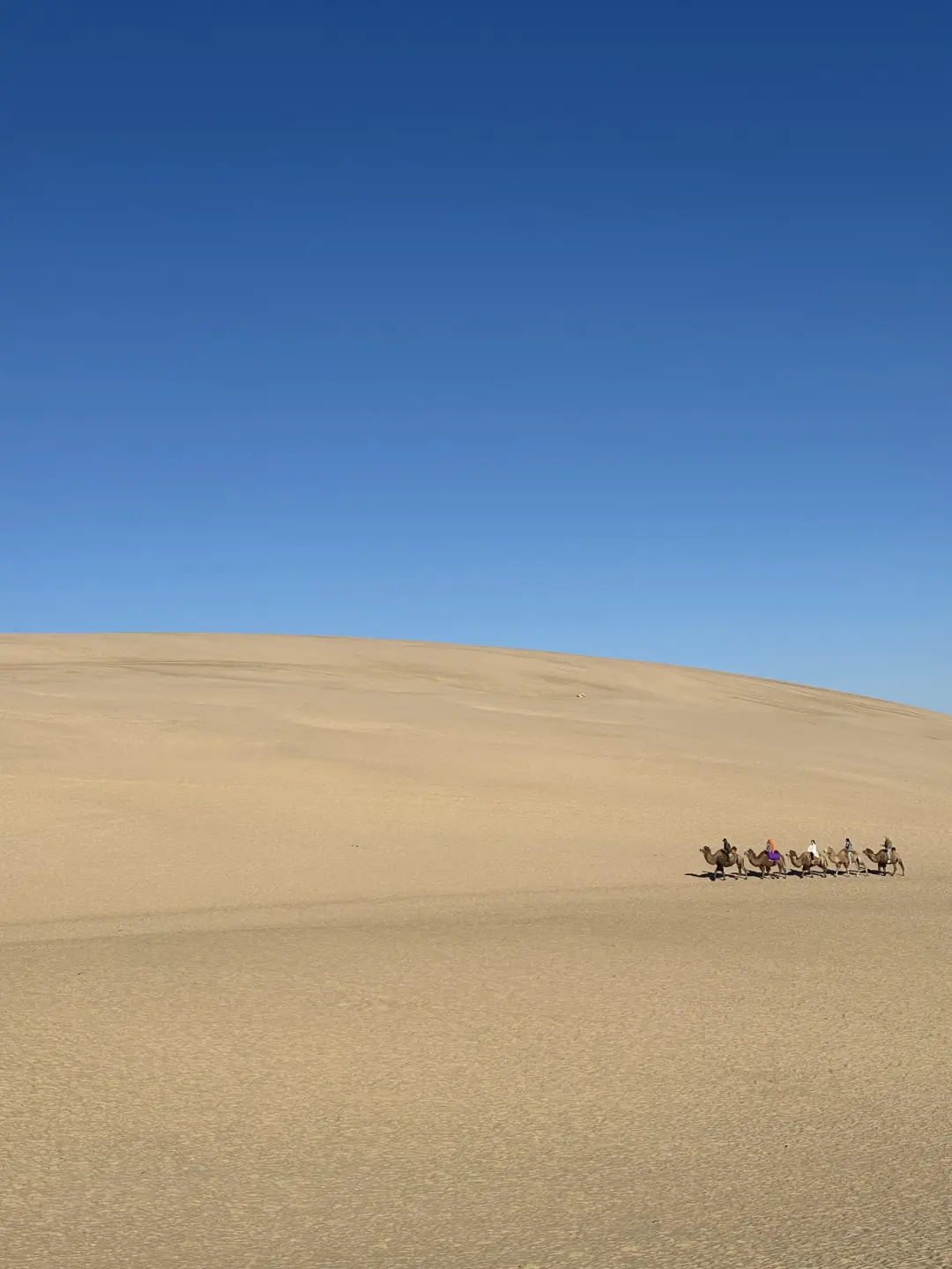 内蒙古的夏天，是一场盛大的浪漫🌷