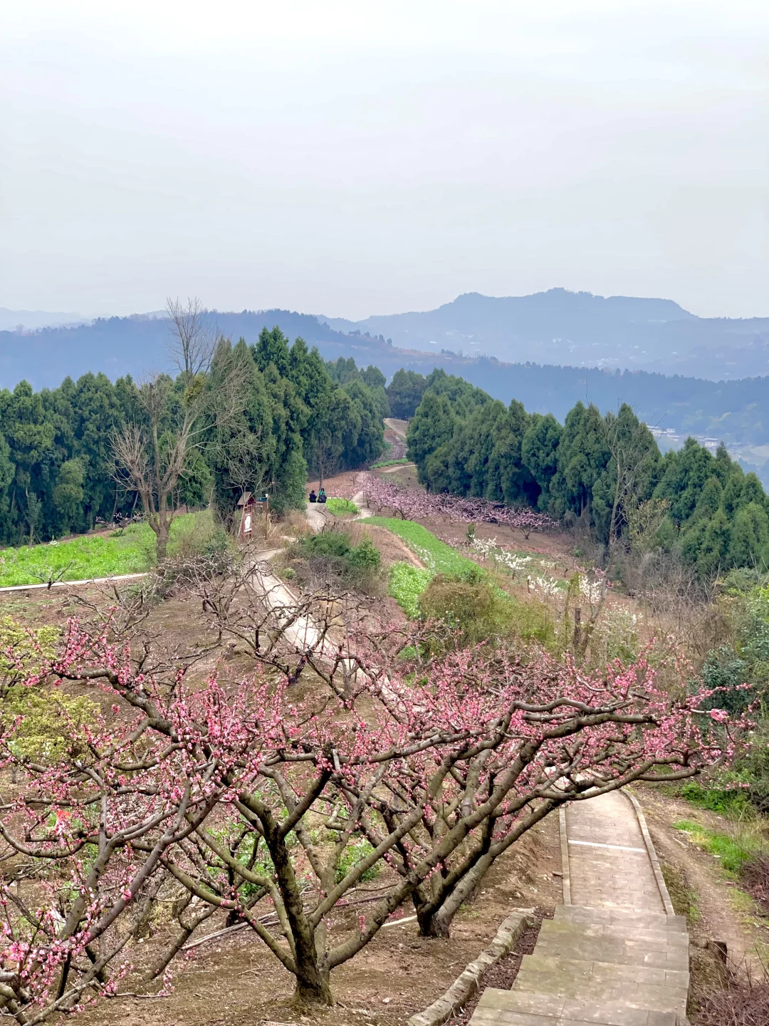 成都徒步|走入油画般的登山步道
