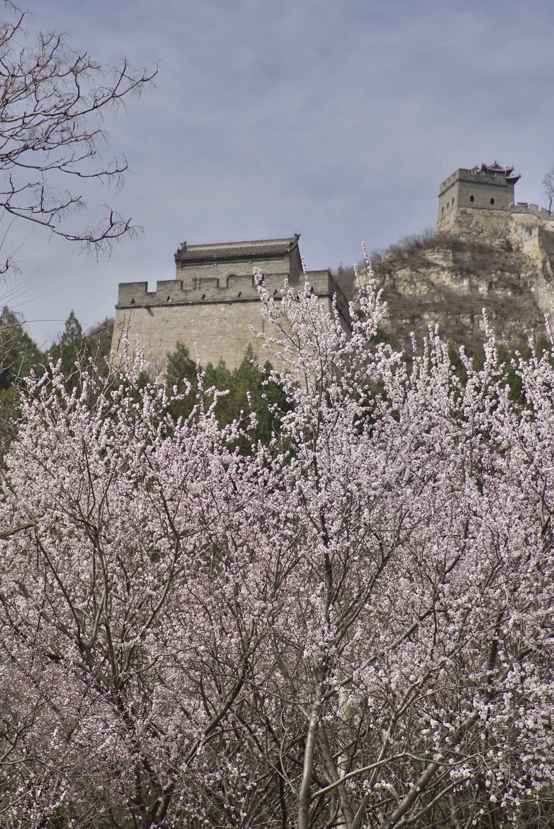 3月22居庸关花海列车没白去，0元解锁附攻略