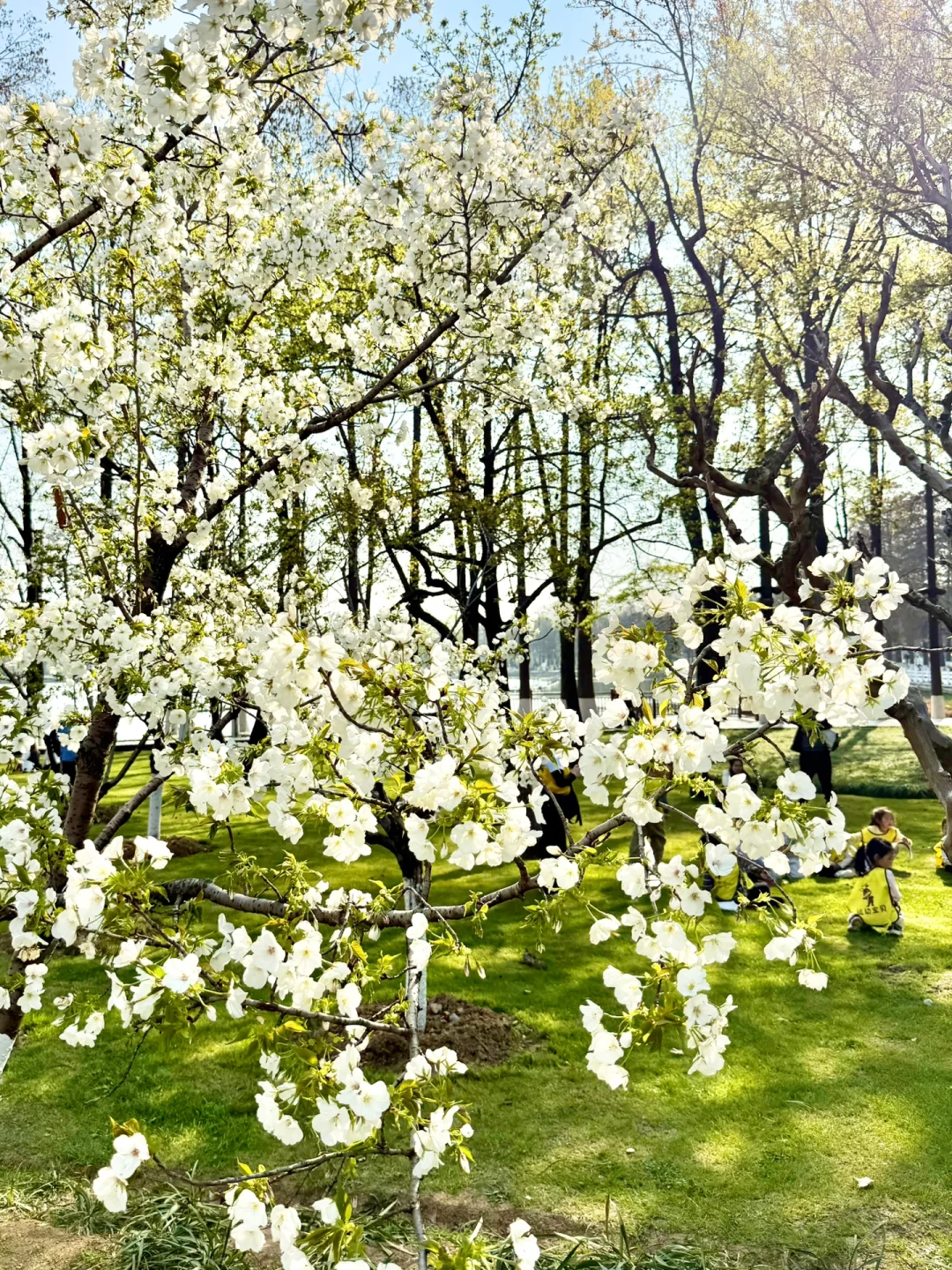 以为东湖磨山已经很美了,直到我去到这里…