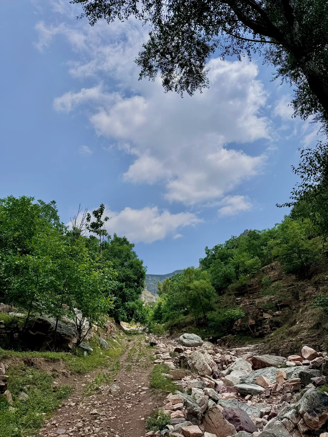 距离邯郸🚗1.5h的小众森林🌲🌲