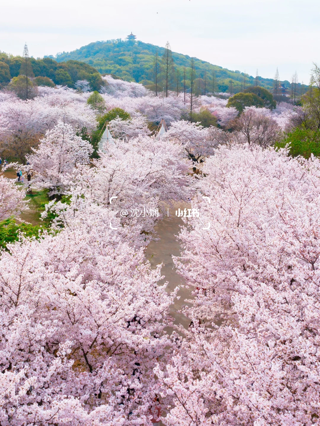 刚从无锡鼋头渚回来，能劝一个是一个‼️