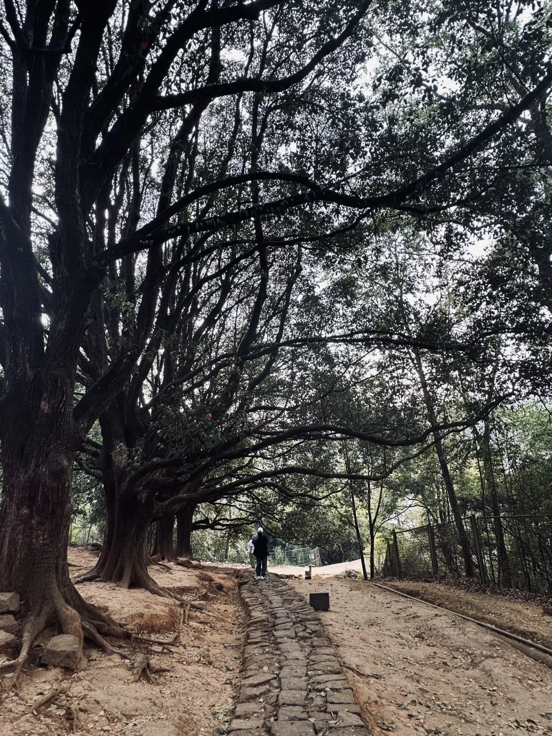 来了腾冲三次,我的必去推荐清单