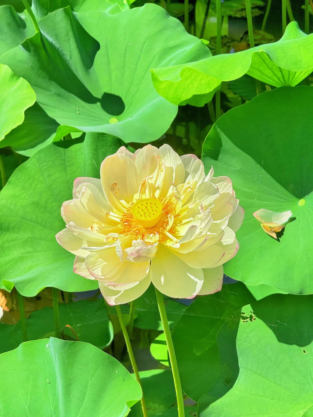 本以为西湖已经够美了，直到来了这里…………