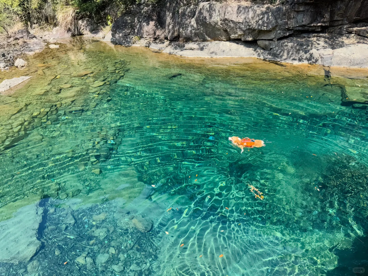 桐庐遛狗 | 芦梅线玩水