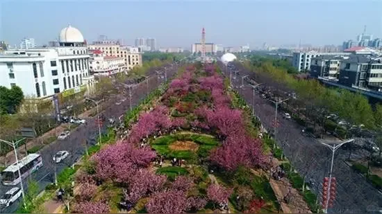 这个春天来鹤壁看樱花吧