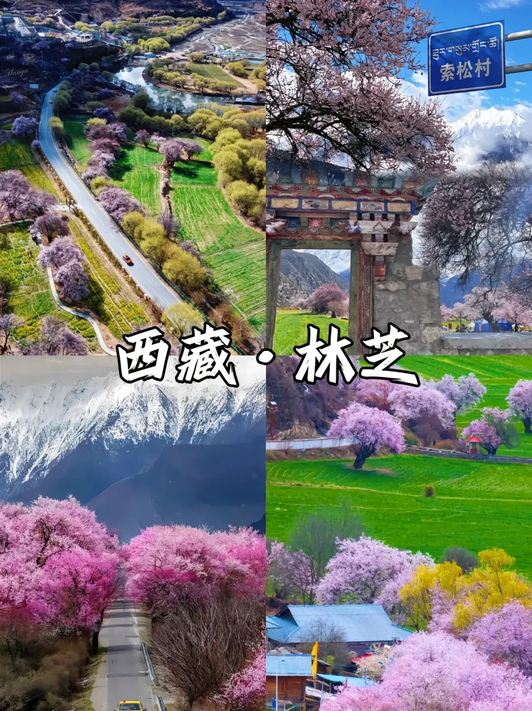 赏花漫游🖼️适合春季旅游的9️⃣座城市