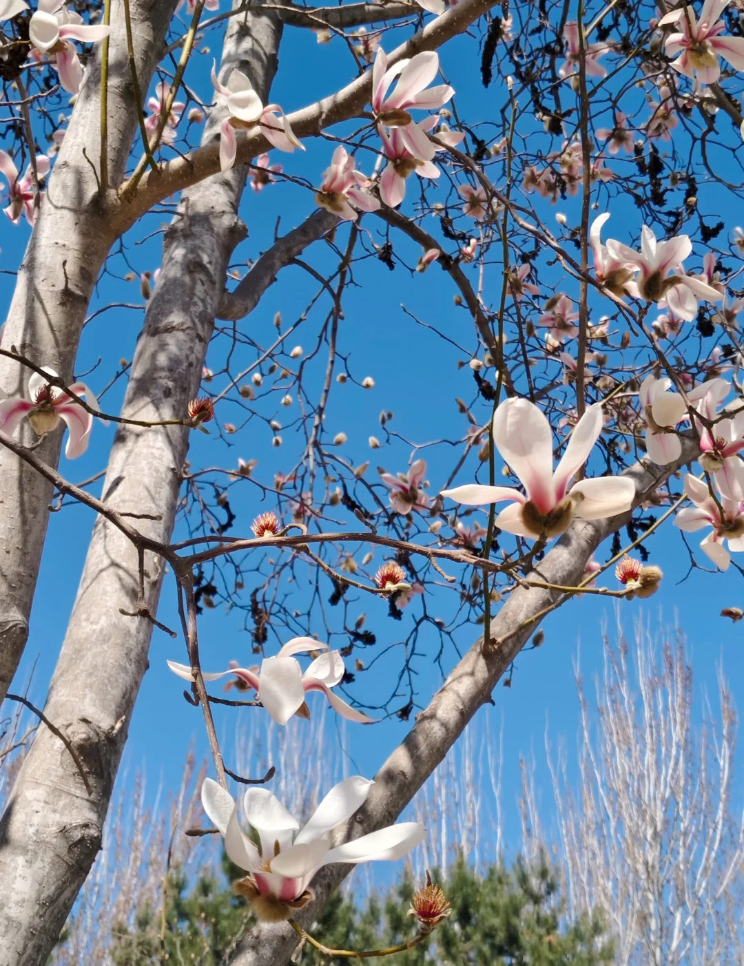 唐山|看!是春天呀🌸🌸🌸