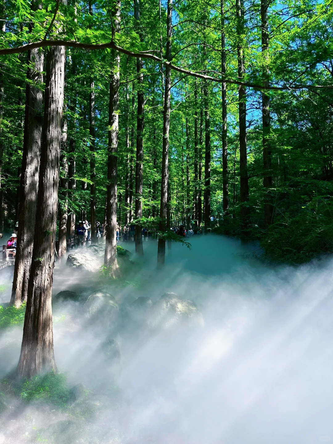 误入仙境，天然氧吧，迷雾森林 🌳🌲🐿️