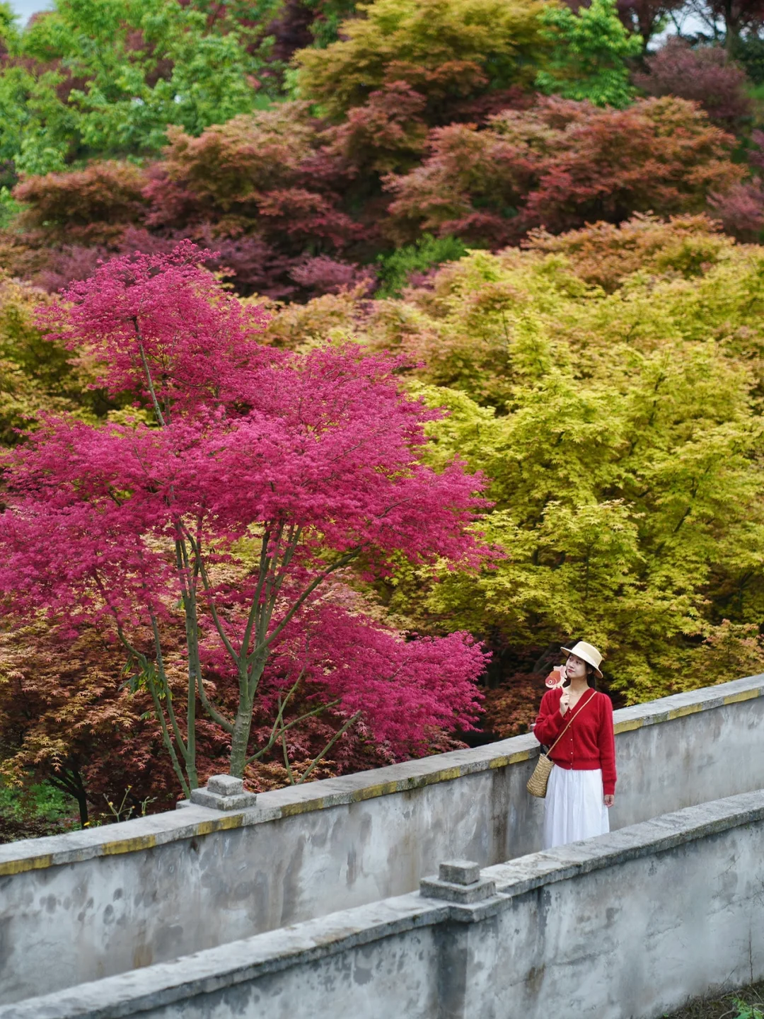 重庆，强烈推荐这个小众地方！油画彩林美绝了