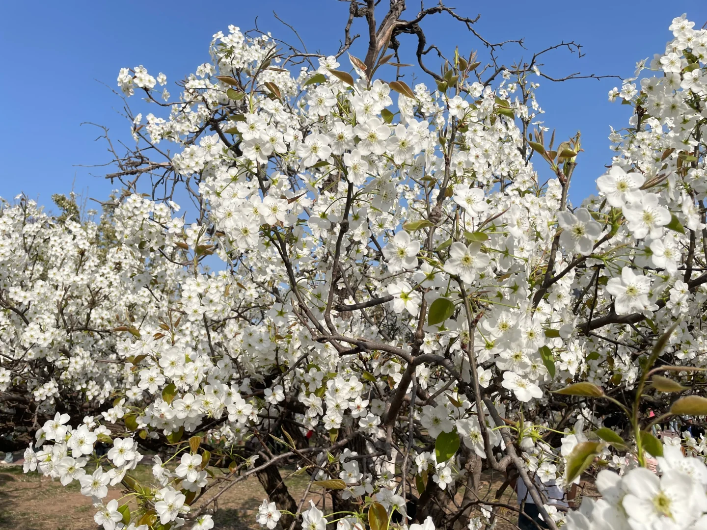 ⚠️避雷！邯山区梨园公园！