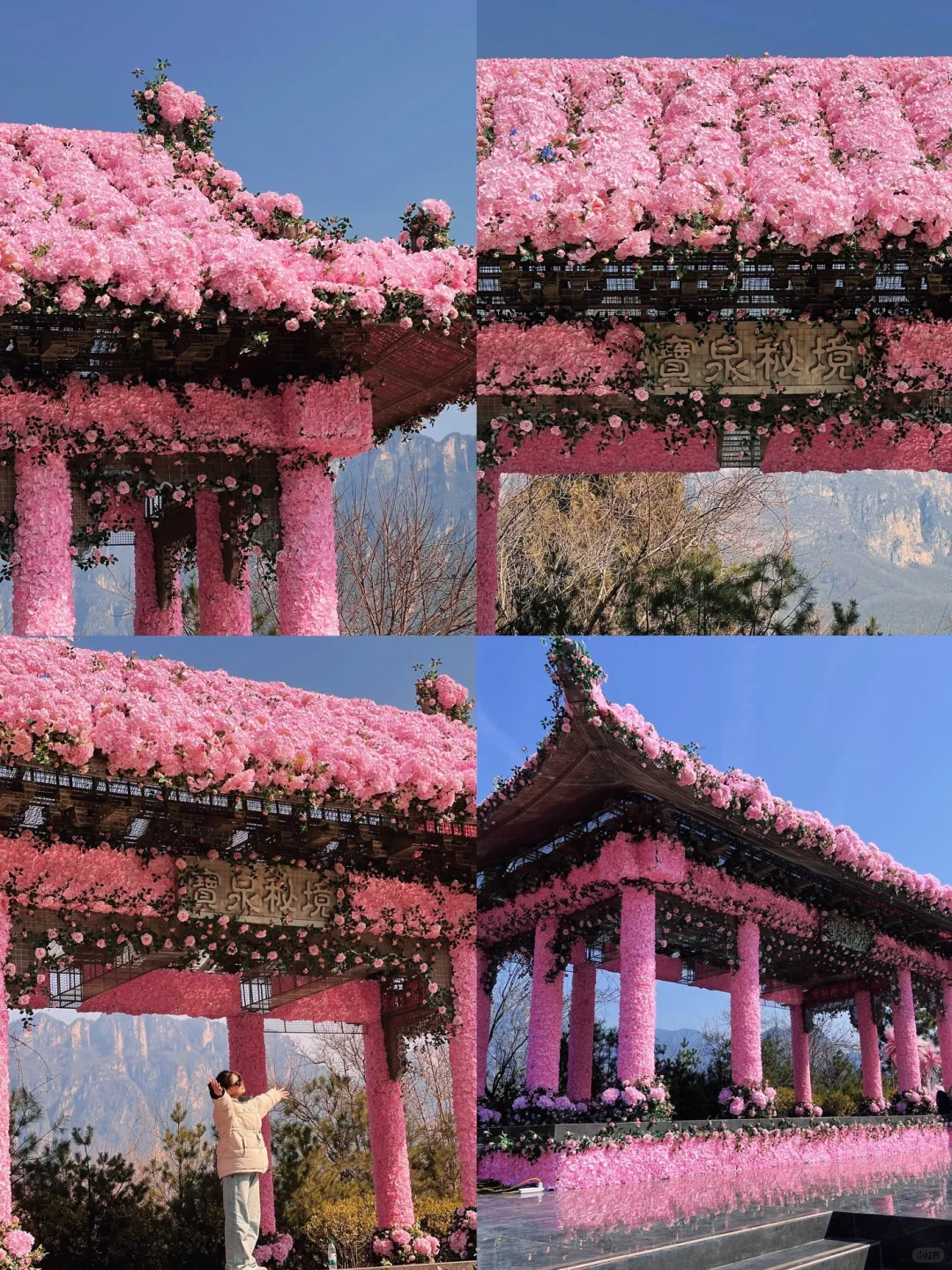 河南景区偷偷开挂？悬崖上长出一片‘赛博花’！