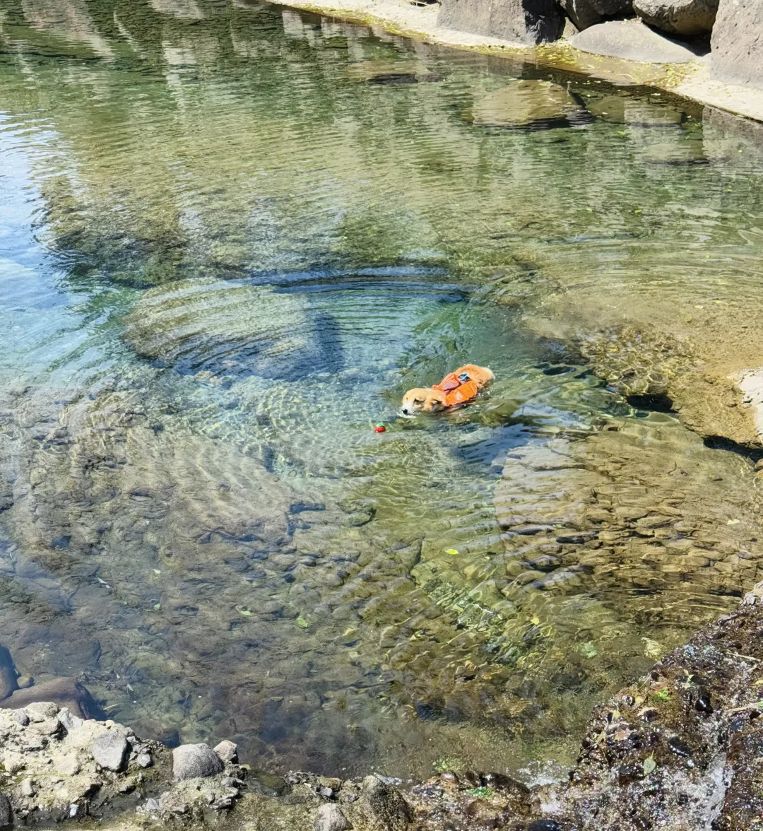 桐庐遛狗 | 芦梅线玩水