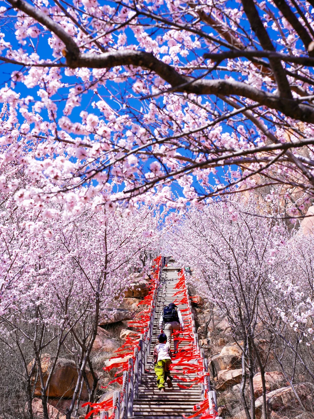 3.20实拍‼️封神级别的山花已盛放！快打卡