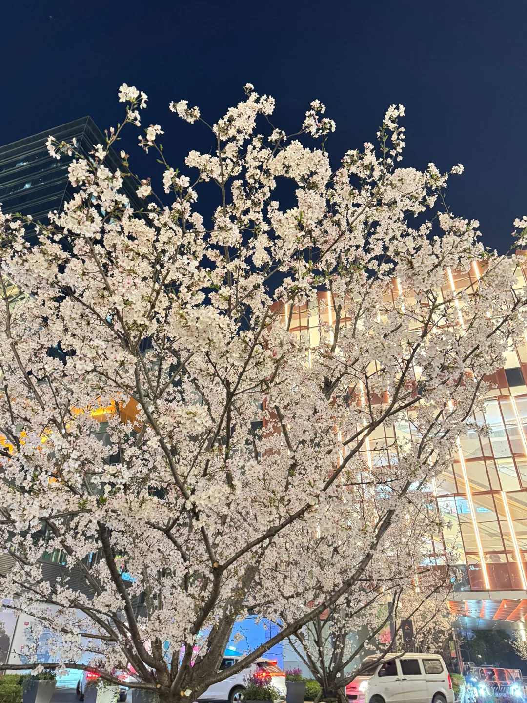 今日份的赏樱踏青🌸📸