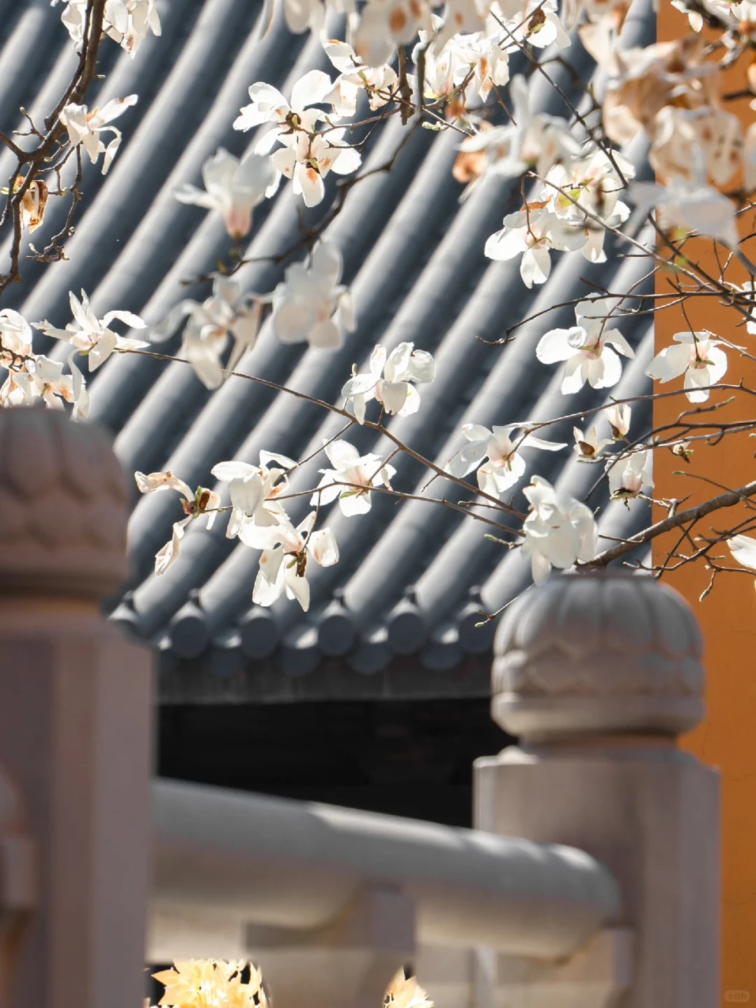 为了这扇窗景,我特地飞了一趟南京来值得吗?