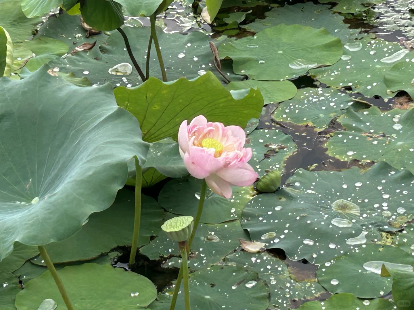 🙋🏻‍♂️来扬州，想给所有人安利的宝藏公园‼️