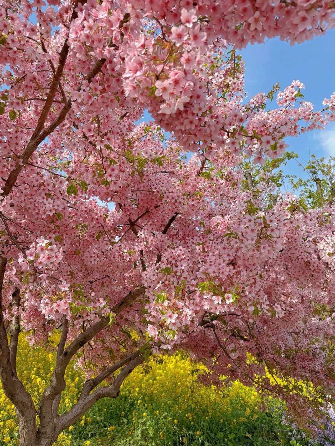 接下来的郑州将是一片樱花海🌸