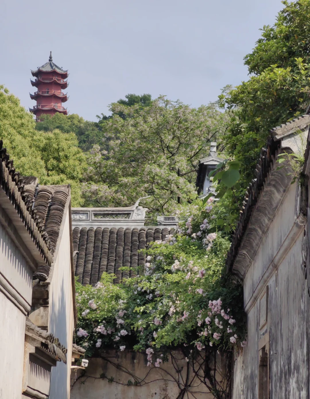 📍烟花三月下无锡🌸周末时间超绝攻略来了