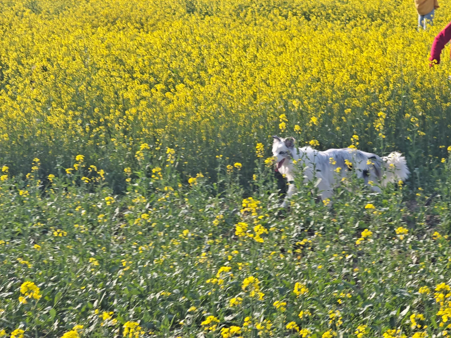一眼万年的油菜花海🍃