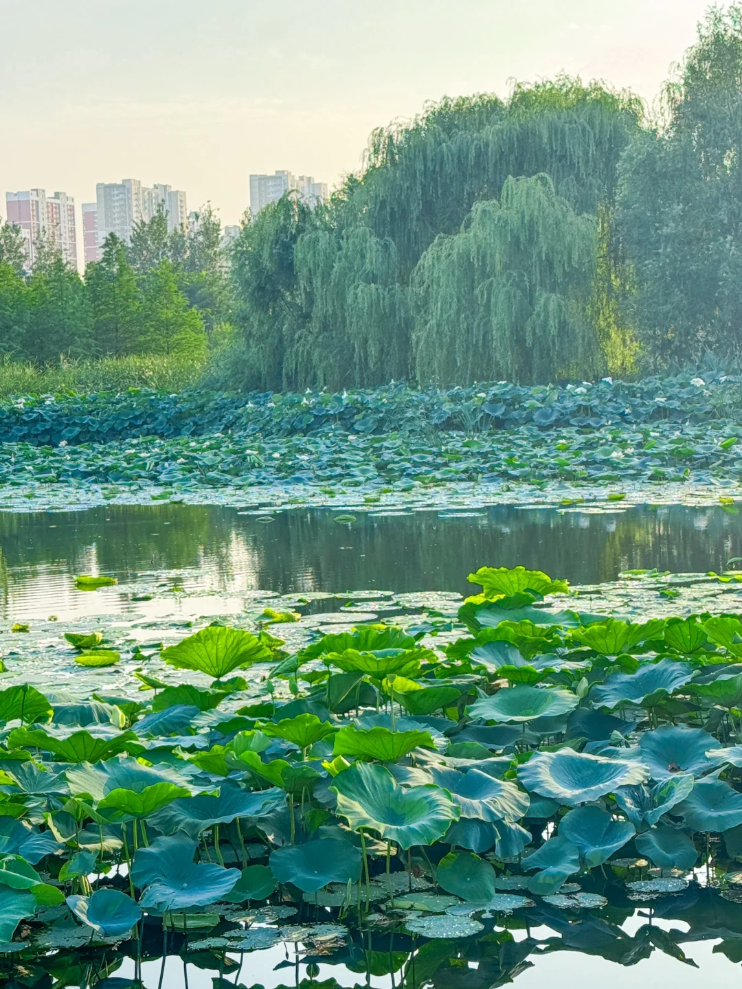 公园20分钟效应·邯郸植物园带来的松弛感🌲