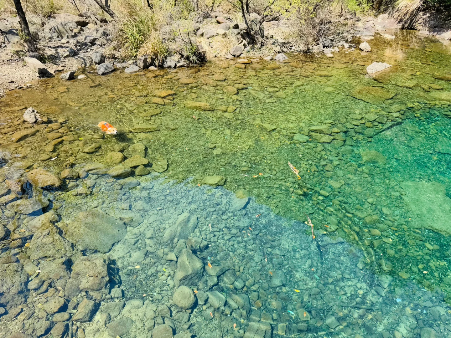 桐庐遛狗 | 芦梅线玩水