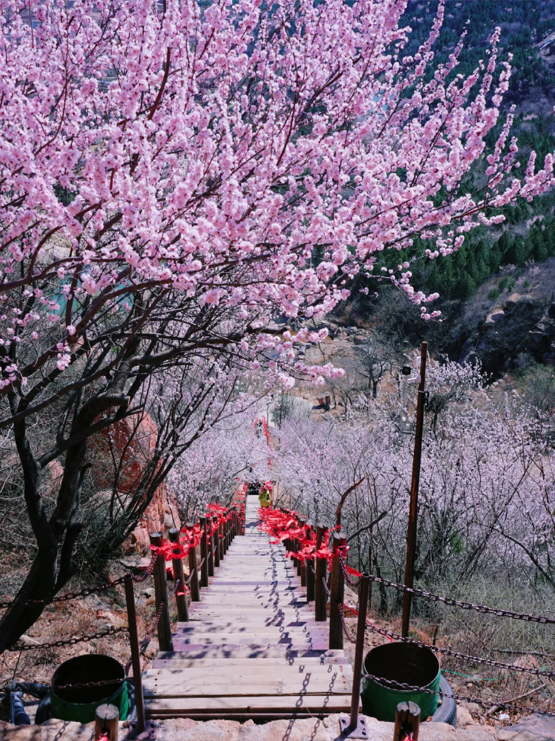 3.20实拍‼️封神级别的山花已盛放！快打卡