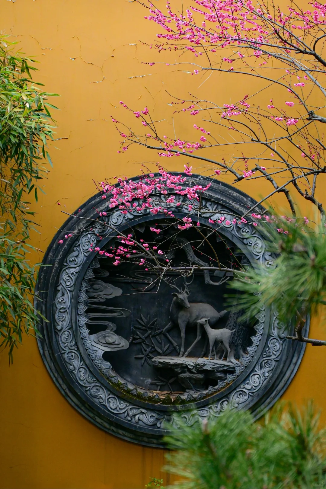 去杭州灵隐寺，赴一场春的邀约🌸