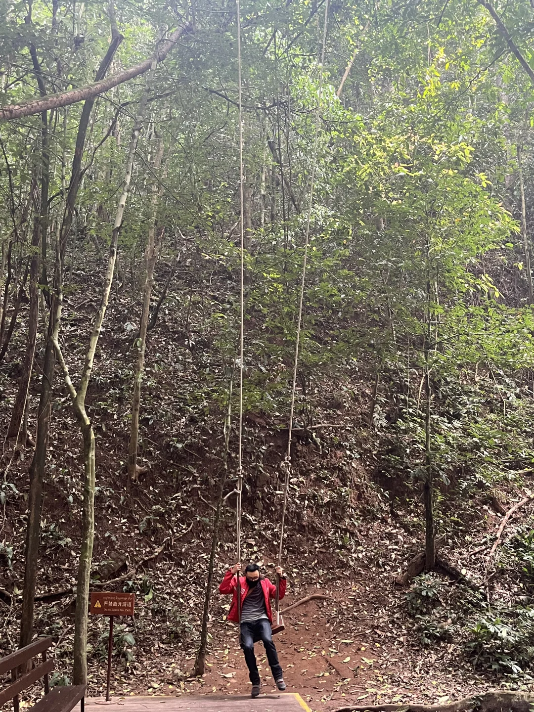 望天树景区现状