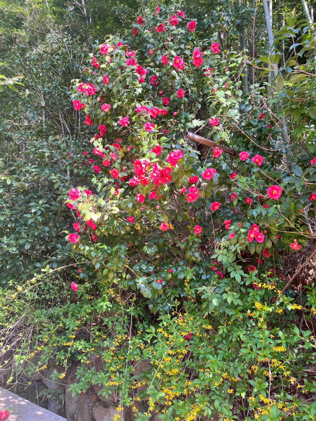3.30 | 苏州小众踏春赏花景点‼️🤩