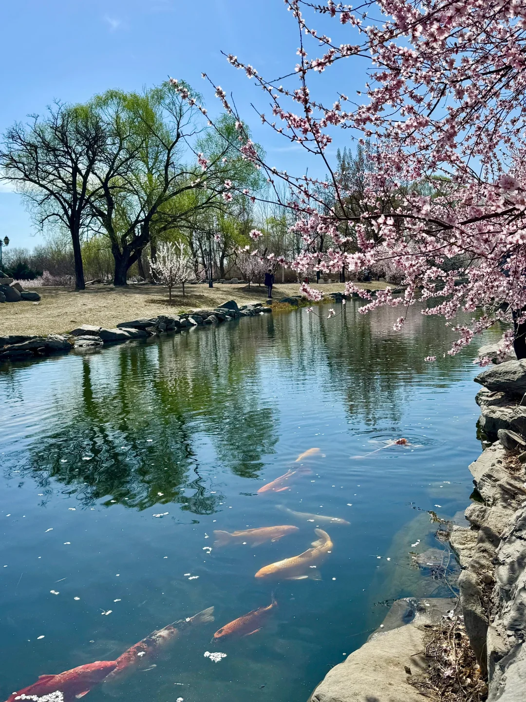 拒绝市区人挤人🌸圆明园的锦鲤桃花溪太香了