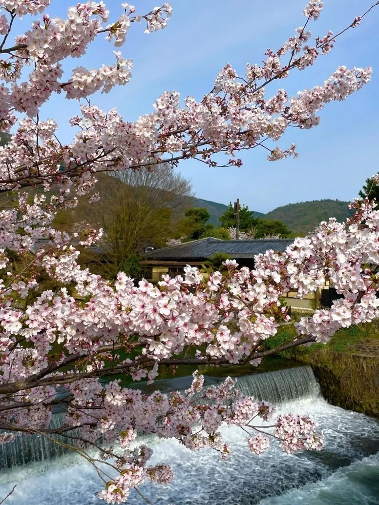 京都岚山｜赏樱当然要来这里啦