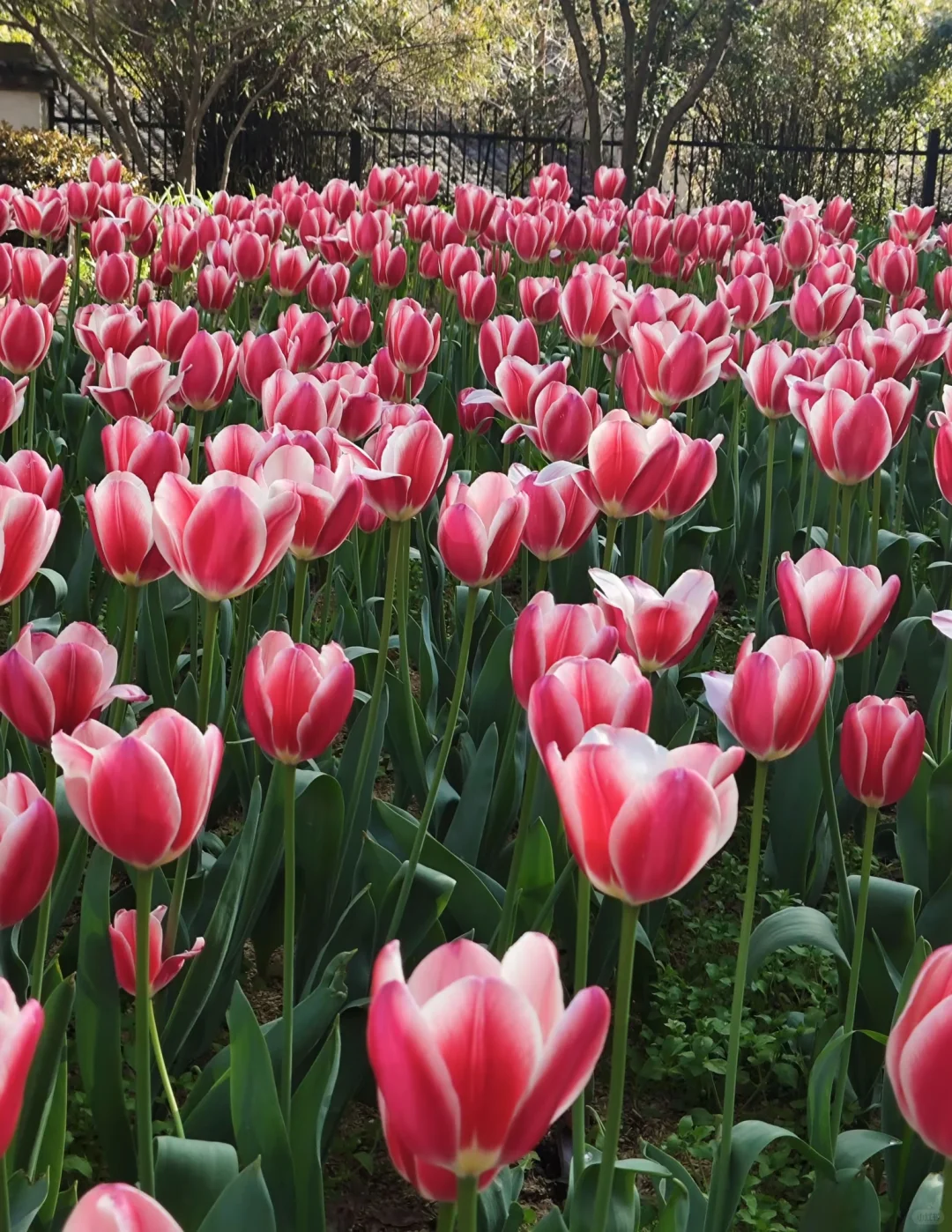 📍烟花三月下无锡🌸周末时间超绝攻略来了