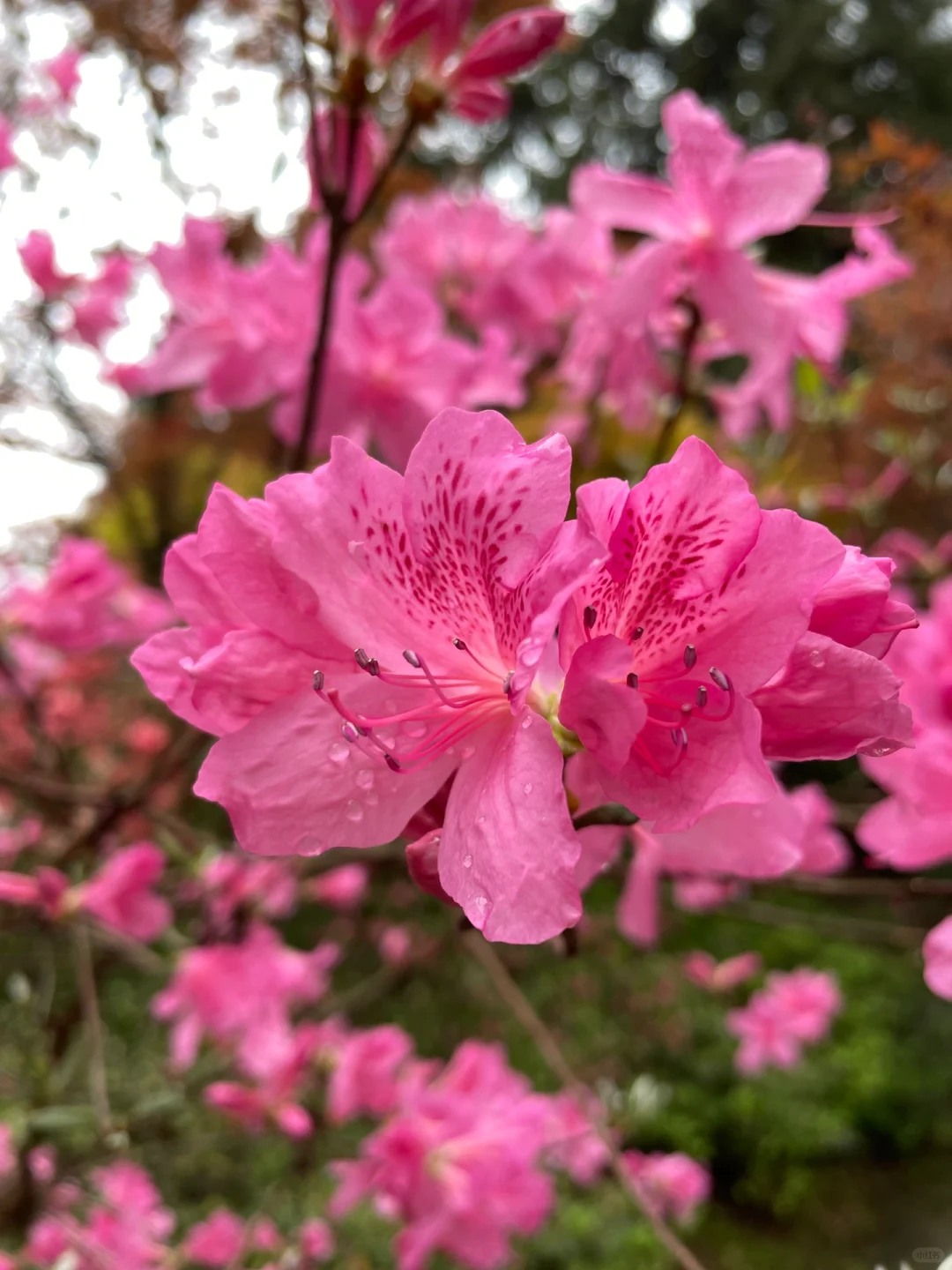 重庆，强烈推荐这个小众地方！油画彩林美绝了